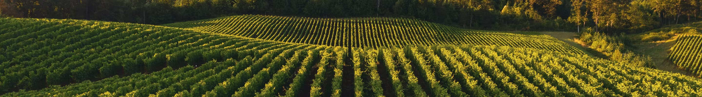 Agricultural farm landscape