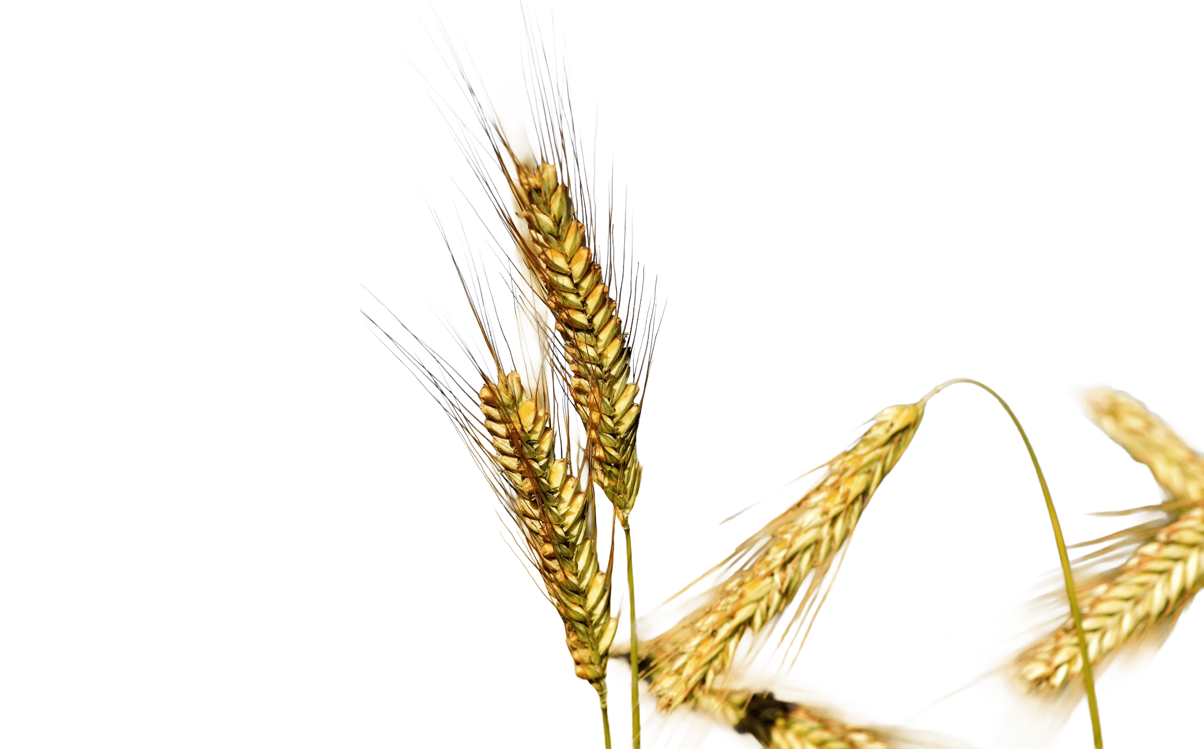 Barley