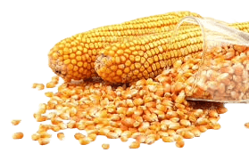 Maize
