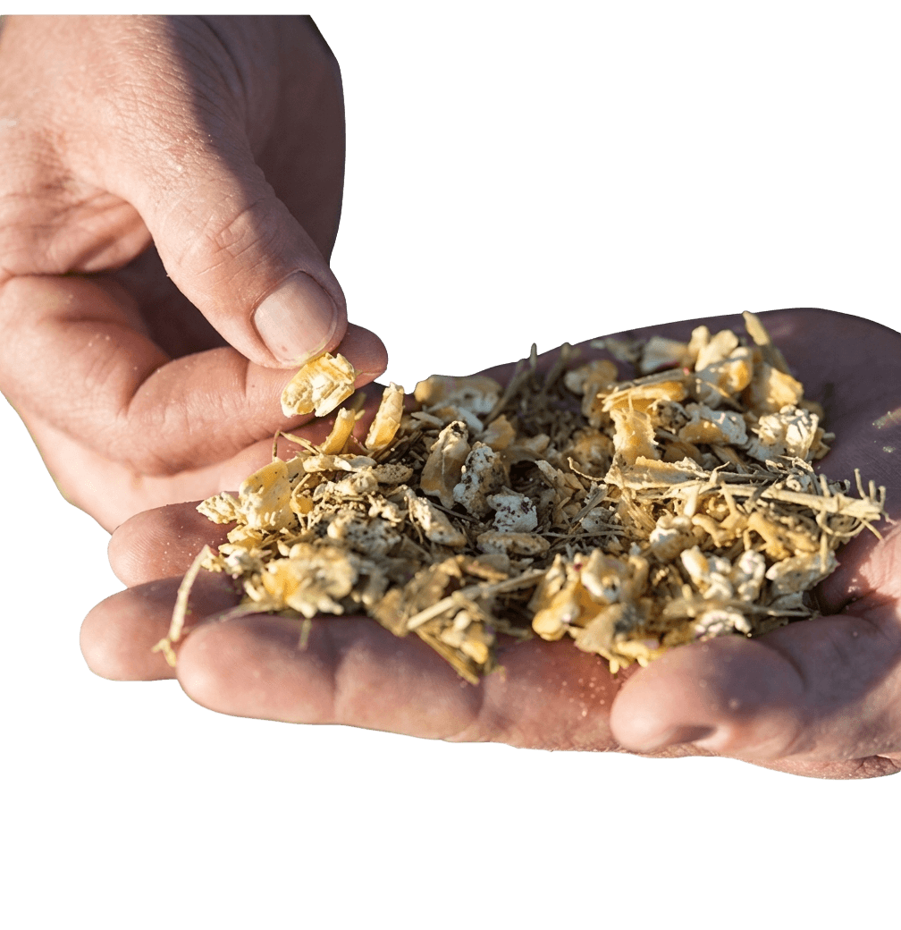 Corn Silage